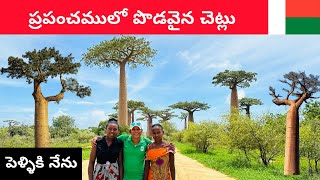 A giant Baobab tree in morondava madagascar [upl. by Anawit618]