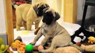 Bullmastiff puppies 8 weeks old [upl. by Greysun]