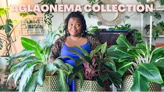 26 Types of Aglaonema Varieties  Update to 18 Types of Aglaonema Varieties Video [upl. by Susanna]