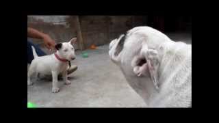 Bull terrier Vs Bull Dog Ingles 13 [upl. by Stulin]