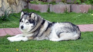 20 Best Alaskan Malamute Names with Meanings 🐾❄️ [upl. by Yemirej]