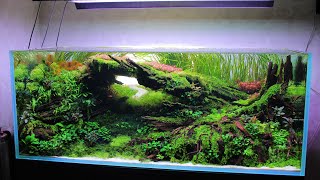 IAPLC 2024 rank 59  Aquascape 138 cm setup  Акваскейп 138 см поэтапное формирование [upl. by Hedveh]