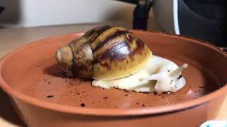 GIANT AFRICAN LAND SNAIL BATHING [upl. by Avik]