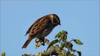 Reed Bunting moult [upl. by Bergstrom]