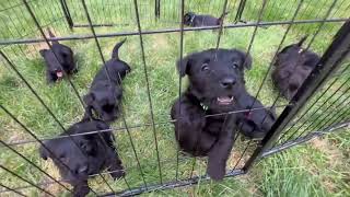 Scudder Scotties 6 weeks [upl. by Artenra]