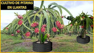 Cultivo de Pitahaya en llantas pitaya reciclar DiscoveryMundo [upl. by Niad]