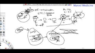 Ischemia and Reperfusion injury [upl. by Ignazio652]