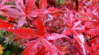 Les érables du japon au jardin et sur la terrasse [upl. by Bonis]