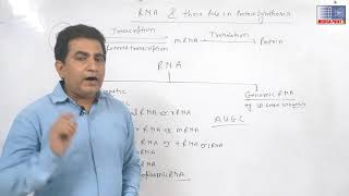 Role of ribosomal RNA in protein synthesis [upl. by Enaj]