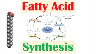 Fatty Acid Synthesis Pathway Overview Enzymes and Regulation [upl. by Winwaloe460]