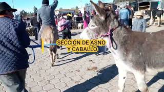 PARTE 2 feria de animales Saquisilí 🇪🇨 [upl. by Gombach]