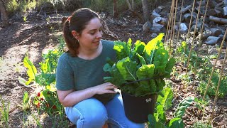 How to Preserve SilverbeetSwiss Chard and Other Leafy Greens 🥬💚 [upl. by Pren166]