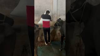 Dairy lifetrending youtubeshorts dairyfarm farming shortvideo dairy shorts trendingshorts [upl. by Agiaf913]