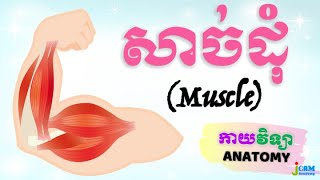 កាយវិទ្យា 27  សាច់ដុំ Anatomy of Muscles [upl. by Kurth]