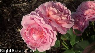 EUSTACIA VYE ROSE REVIEW  THE RIGHT ROSES  DAVID AUSTIN 2019  FIRST FLUSH IN JULY 2019 [upl. by Kanal779]