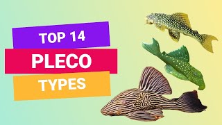 TOP 14 TYPES OF PLECO  PLECOSTOMUS  FINDING FISHES [upl. by Eolhc]