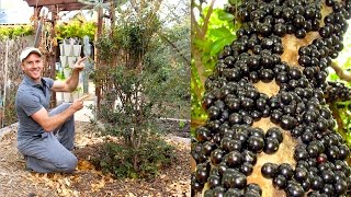 How to Plant amp Grow a Jabuticaba Tree Brazilian Grape [upl. by Rick8]