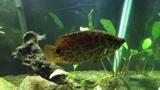 Spotted African Leaf Fish or Leopard Gourami Ctenopoma Actirostre [upl. by Aerdnaek]