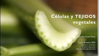 Células y Tejidos Vegetales [upl. by Neelrad]