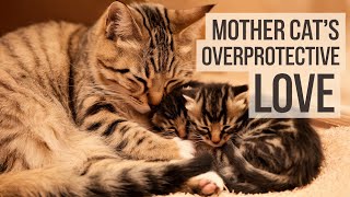 Mother Cat’s Overprotective Love  A Touching Tale of Feline Care [upl. by Swanson]