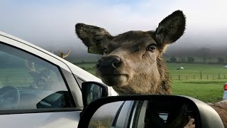 Longleat Safari Drive Through [upl. by Fairfield]