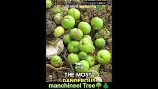 Manchineel Tree 🌳🌲viralshorts trending reels entertainment SUBSCRIBE ▶️ LIKE AND CIMMENTS❤❤ [upl. by Hendon]