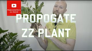 3 easy ways to propagate Zamioculcas Zamiifolias ZZ Plant [upl. by Bone933]