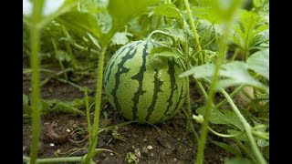 HEART HEATH Organic vitamins WE HAVE YELLOW WATERMELONS forming Fruit after only 2 WEEKS Non GMO [upl. by Hanikehs]