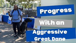 PROGRESS WITH AN AGGRESSIVE GREAT DANE [upl. by Onfroi]