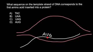 How to find sequence on the template strand of DNA [upl. by Anyk]