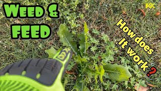 How to apply WEED and FEED to a lawn infested with weeds  How does weed and feed work [upl. by Annoynek]