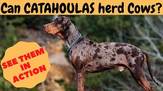 Can CATAHOULA LEOPARD DOGS herd CattleCows Watch it yourself [upl. by Lyrahc]