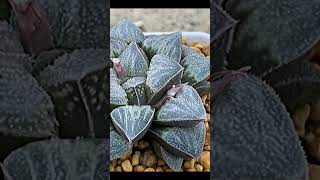 Haworthia Pygmaea Celadon suculentas [upl. by Idolem]