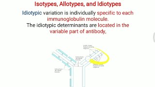 Isotypes Allotypes and Idiotype of Antibody [upl. by Victoria]