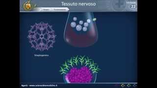 Istologia 22  Nervoso parte 2 [upl. by Calli268]