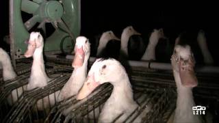 Le modèle alimentaire français  lélevage des canards pour le foie gras [upl. by Bolt]