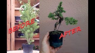 Bonsai timelapse Picea Glauca Nana [upl. by Nilved]