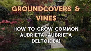 How to Grow Common Aubrieta Aubrieta Deltoidea [upl. by Hsevahb]