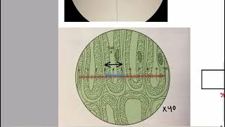 Eye piece graticule and stage micrometer part 1 Basics  Cell structure AS Level Biology [upl. by Trinee]