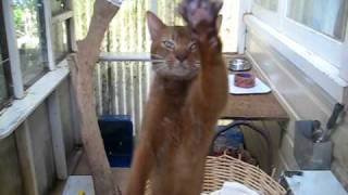 Abyssinian cat gone crazy [upl. by Letti]