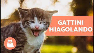 I migliori MIAGOLII di GATTINI🐱 Gatti che miagolano forte [upl. by Aniela116]