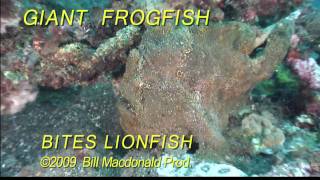 Diving Giant frogfish bites lionfish Ouch [upl. by Rodrique]