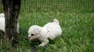 Bichon Frise puppies [upl. by Eneleahs888]