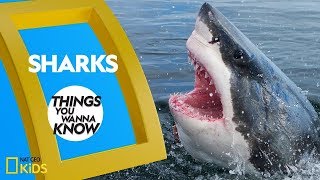 Cool Facts About Sharks  Things You Wanna Know [upl. by Leirbma]