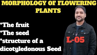 Morphology of flowering plants class11L05FruitSeedstructure of a dicotyledonous SeedShadab sir [upl. by Aivat]