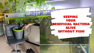 How to keep your beneficial bacteria alive without fish [upl. by Limann231]