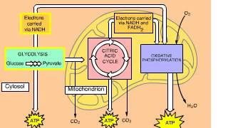 Cellular Respiration Overview Animation with Glycolysis Krebs and ETC [upl. by Morlee830]