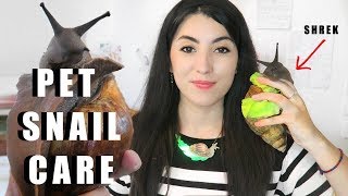 Giant African Land Snail CARE  Snail Care Tutorial  How To Care For Snails [upl. by Edobalo396]