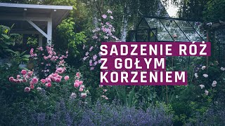 Sadzenie róż z gołym korzeniem [upl. by Lonnie]