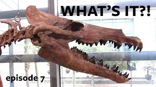 Whats it Wednesday Monster Skull ID Episode 7 [upl. by Crowley]